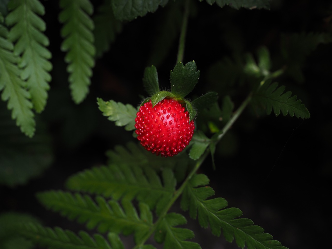 How to Grow Strawberries in a Vertical Garden